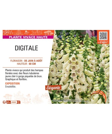 DIGITALE (jaune clair)