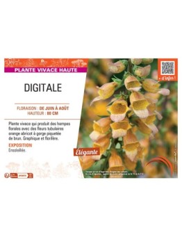 DIGITALE (orange abricot)