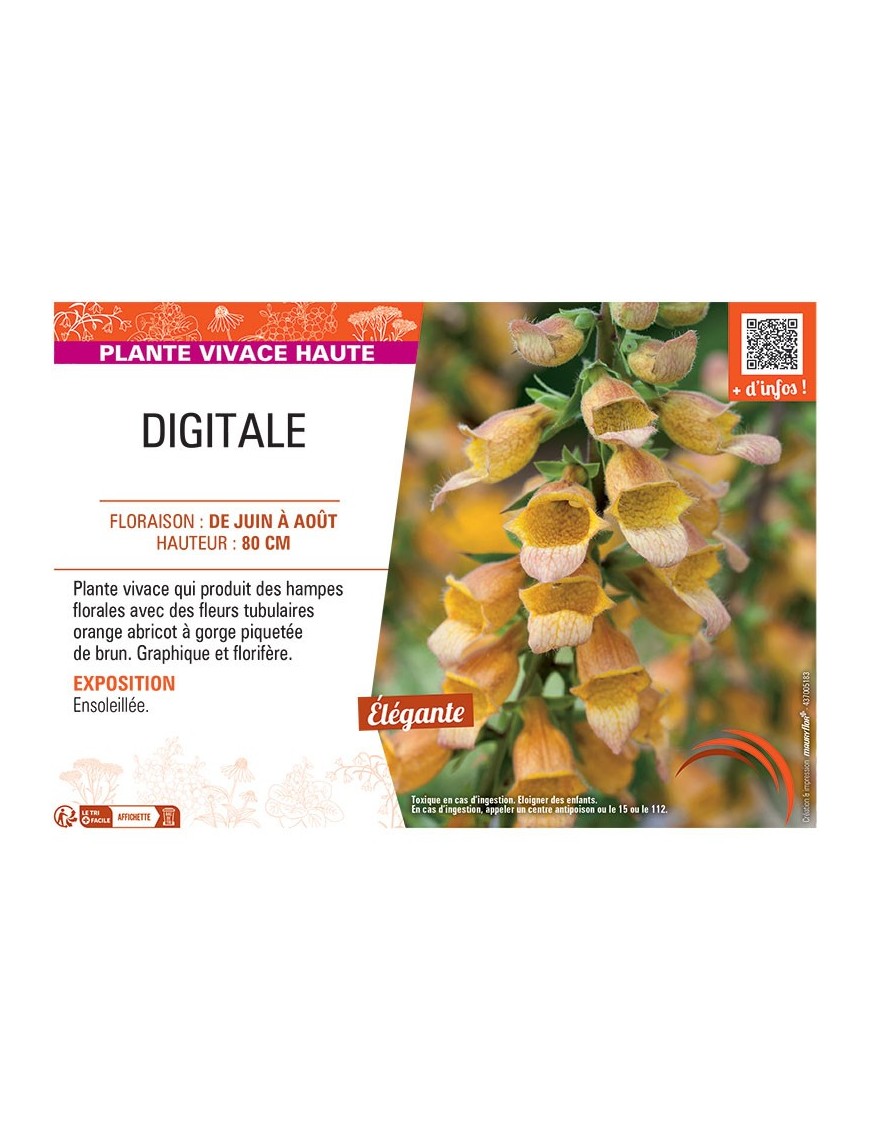 DIGITALE (orange abricot)