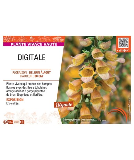 DIGITALE (orange abricot)