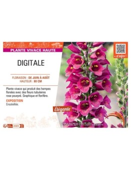 DIGITALE (rose pourpré)