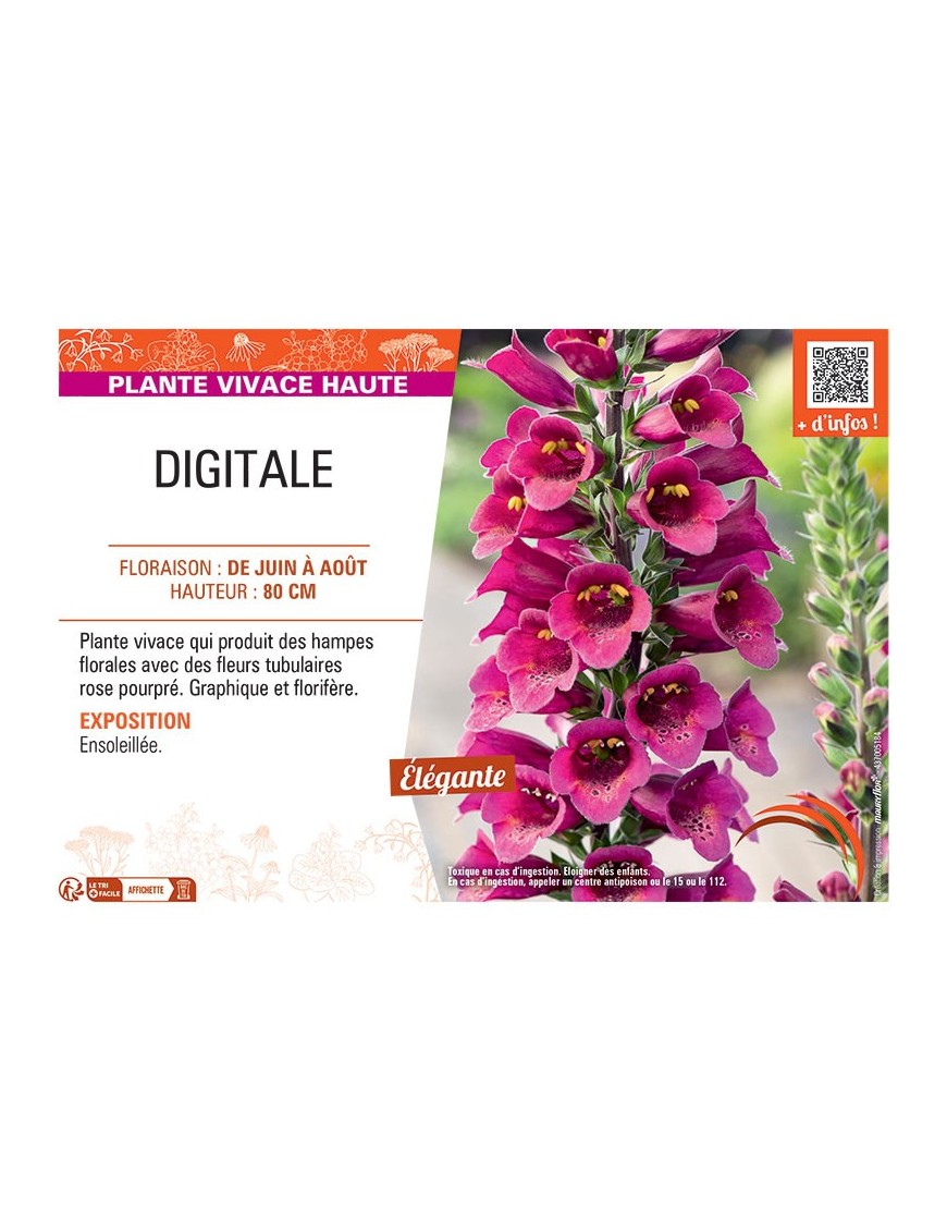 DIGITALE (rose pourpré)