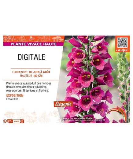 DIGITALE (rose pourpré)