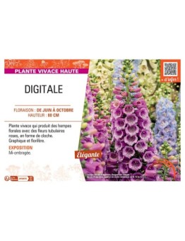 DIGITALE (rose)