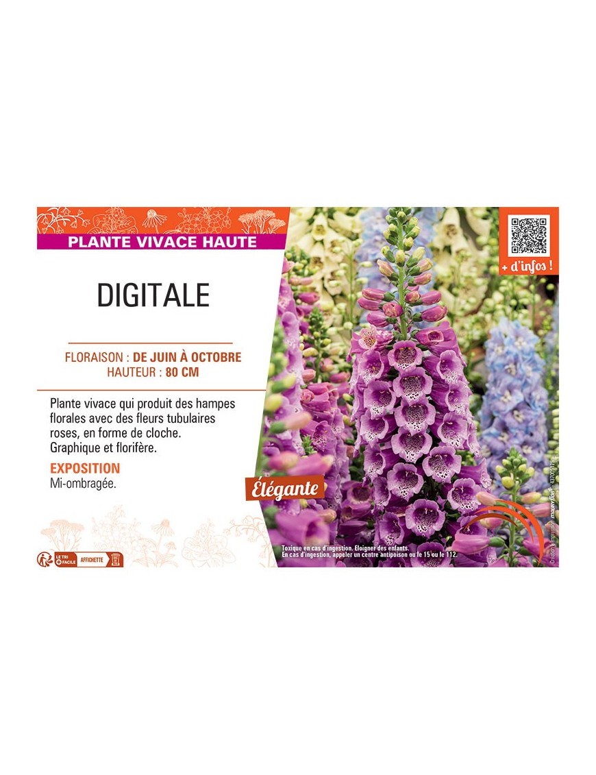 DIGITALE (rose)