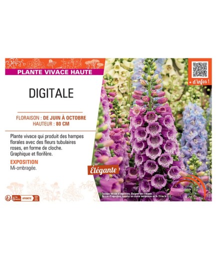 DIGITALE (rose)