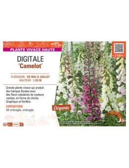 DIGITALE CAMELOT
