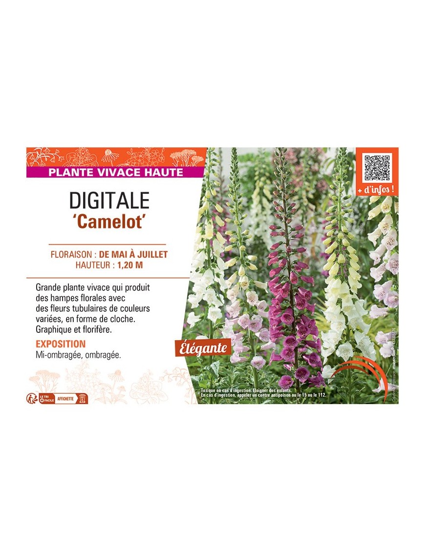 DIGITALE CAMELOT