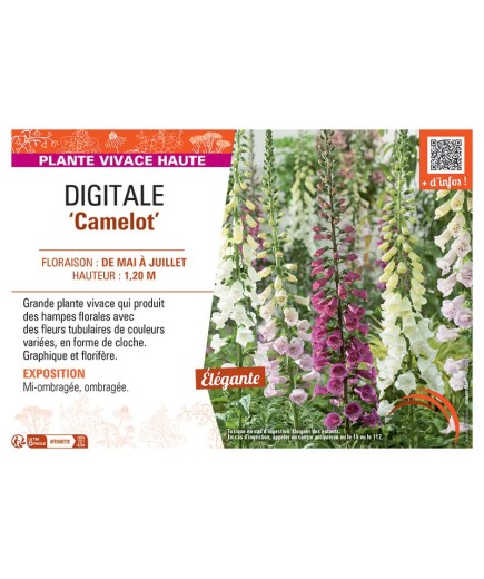 DIGITALE CAMELOT