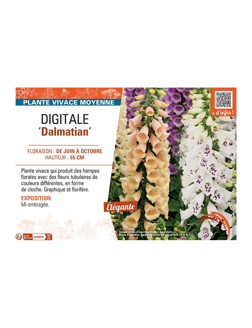 DIGITALE DALMATIAN