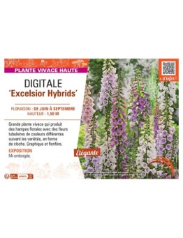 DIGITALE EXCELSIOR HYBRIDS