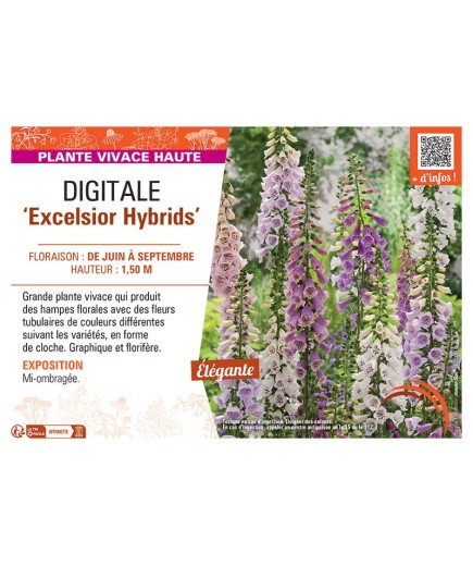 DIGITALE EXCELSIOR HYBRIDS
