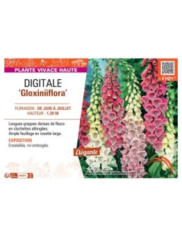 DIGITALE GLOXINIIFLORA