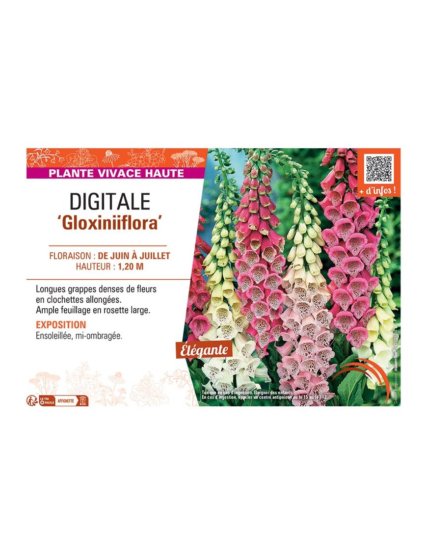 DIGITALE GLOXINIIFLORA