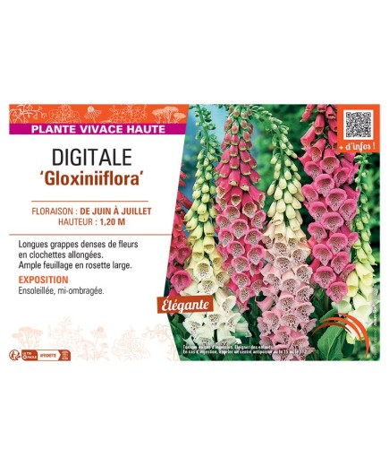 DIGITALE GLOXINIIFLORA