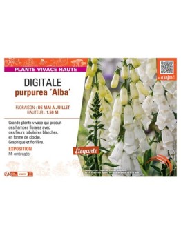 DIGITALE PURPUREA ALBA
