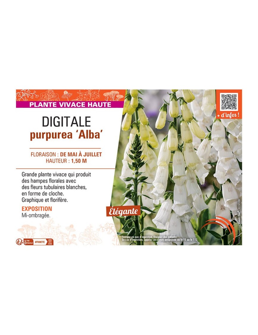 DIGITALE PURPUREA ALBA