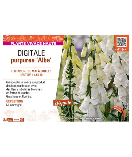 DIGITALE PURPUREA ALBA