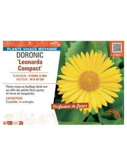 DORONIC LEONARDO COMPACT