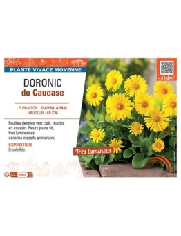 Doronicum orientale voir Doronic du Caucase