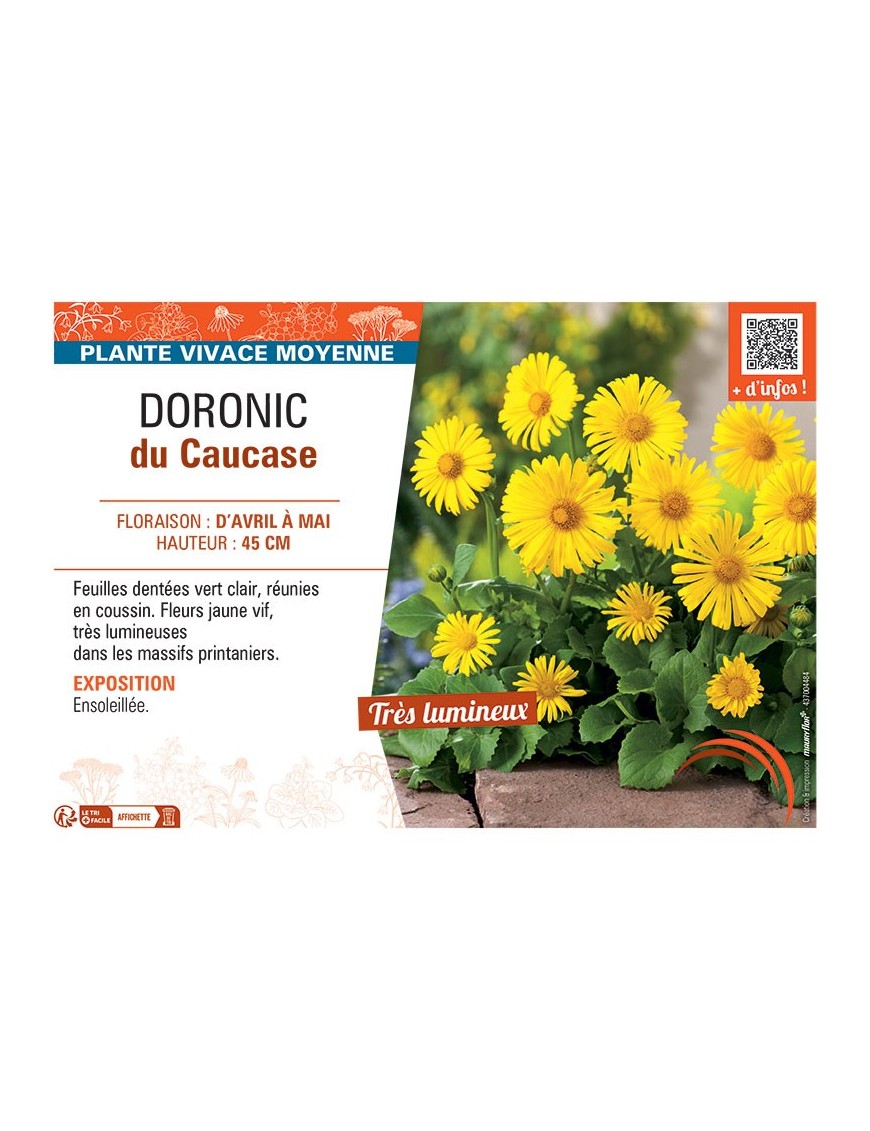 Doronicum orientale voir Doronic du Caucase