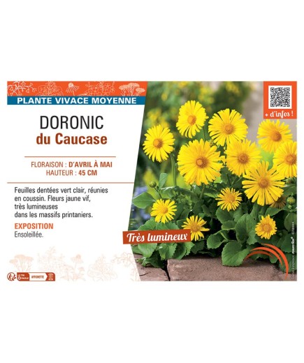 Doronicum orientale voir Doronic du Caucase