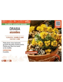 DRABA AIZOIDES