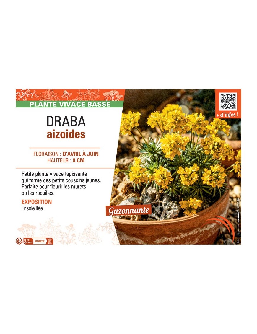 DRABA AIZOIDES