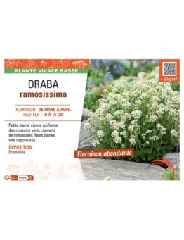 DRABA RAMOSISSIMA