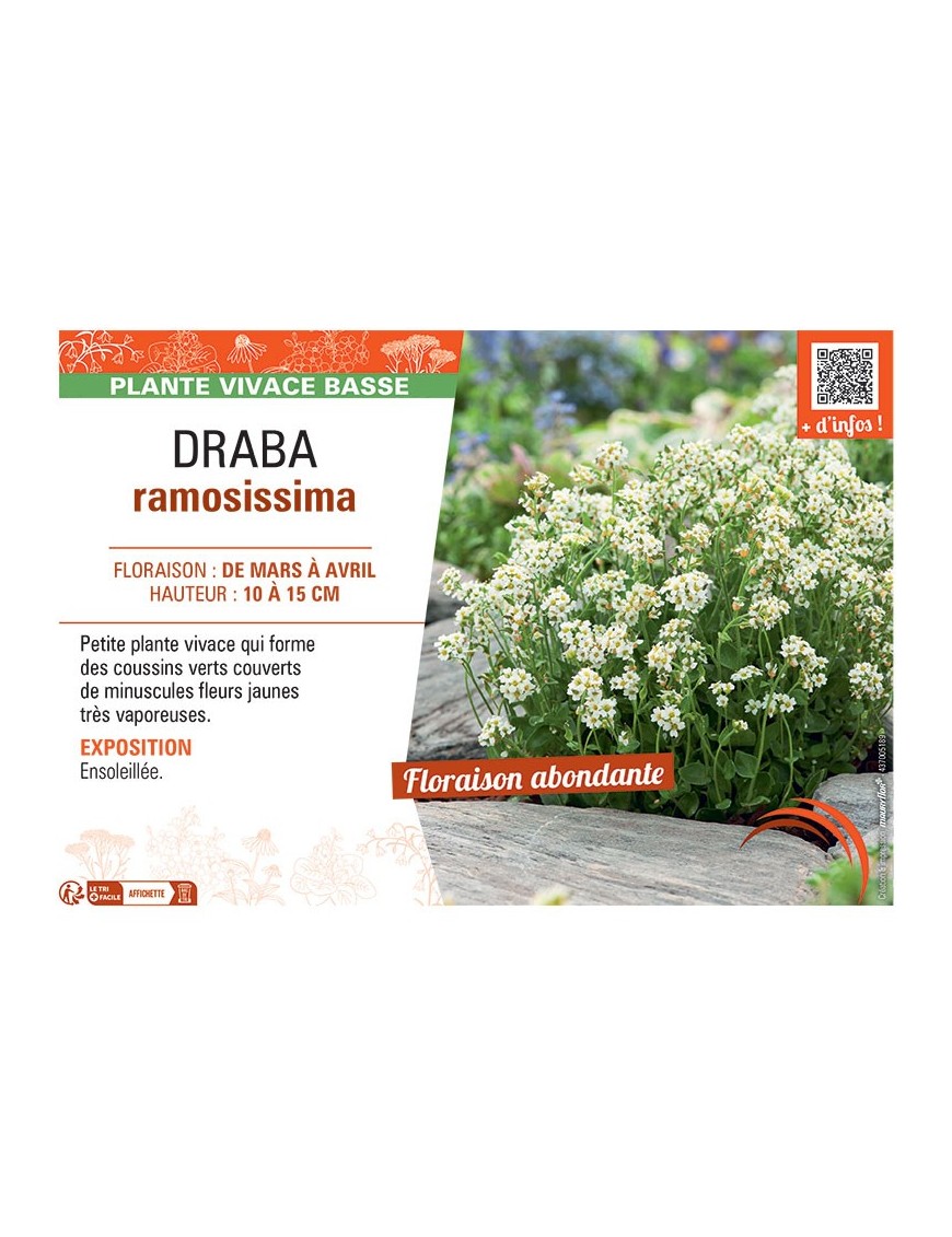 DRABA RAMOSISSIMA