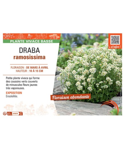 DRABA RAMOSISSIMA