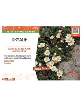 DRYADE