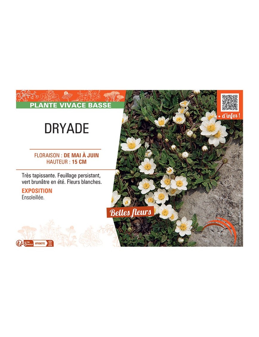 DRYADE