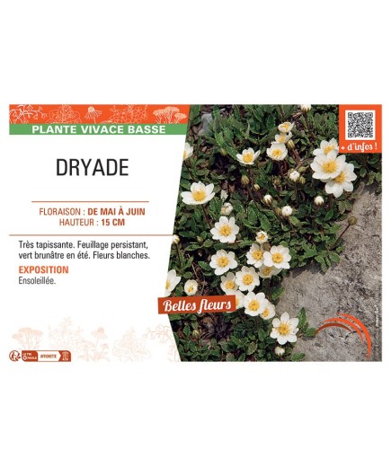 DRYADE