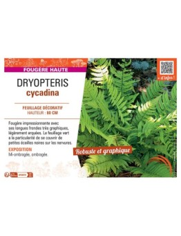 DRYOPTERIS CYCADINA