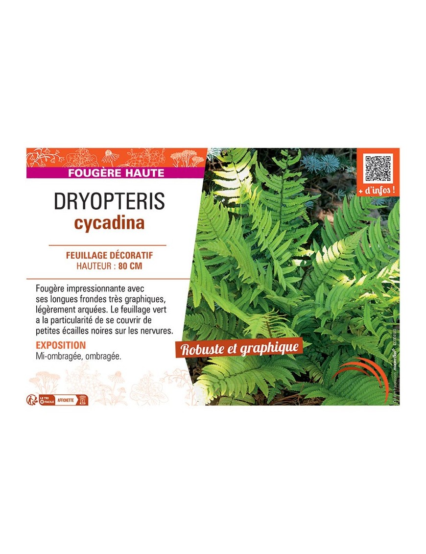 DRYOPTERIS CYCADINA