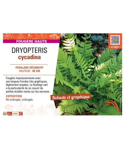 DRYOPTERIS CYCADINA