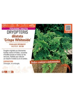 DRYOPTERIS DILATATA CRISPA WHITESIDE