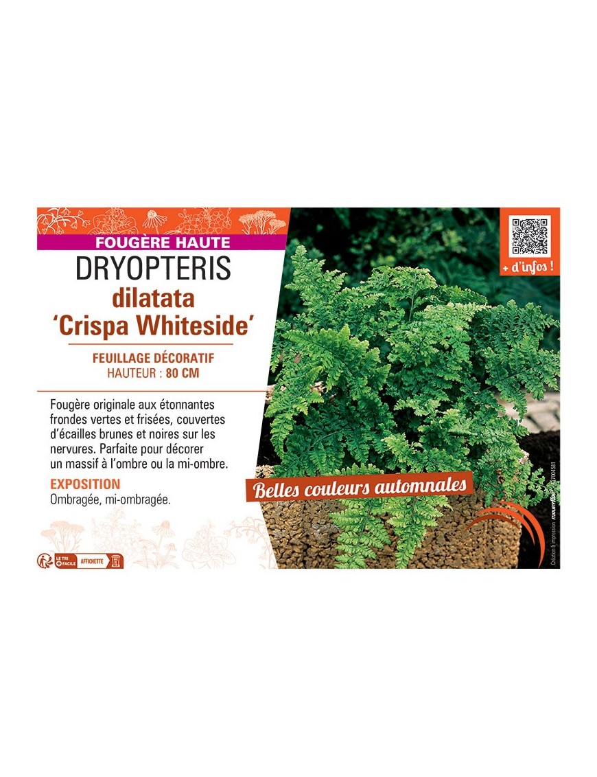 DRYOPTERIS DILATATA CRISPA WHITESIDE