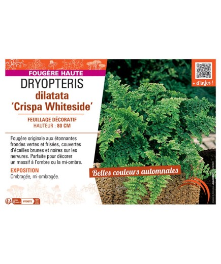 DRYOPTERIS DILATATA CRISPA WHITESIDE