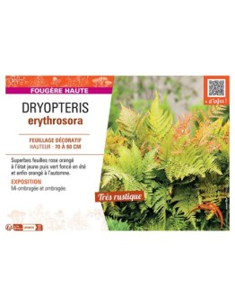 DRYOPTERIS ERYTHROSORA