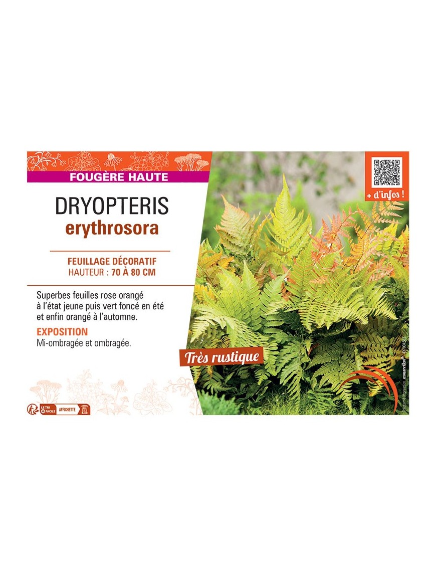 DRYOPTERIS ERYTHROSORA