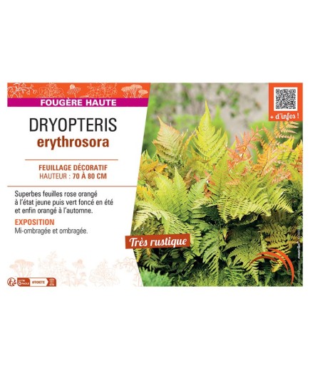 DRYOPTERIS ERYTHROSORA