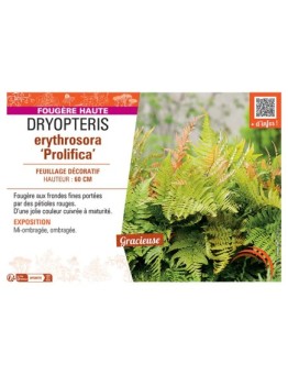DRYOPTERIS ERYTHROSORA PROLIFICA