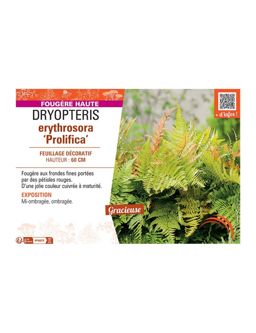 DRYOPTERIS ERYTHROSORA PROLIFICA