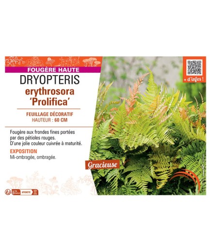 DRYOPTERIS ERYTHROSORA PROLIFICA