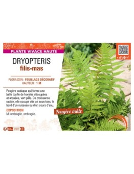 DRYOPTERIS FILIS-MAS