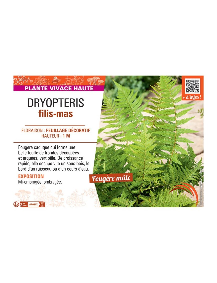 DRYOPTERIS FILIS-MAS