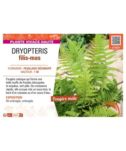 DRYOPTERIS FILIS-MAS