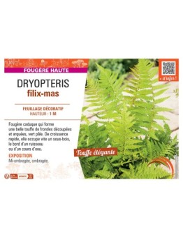 DRYOPTERIS FILIX-MAS